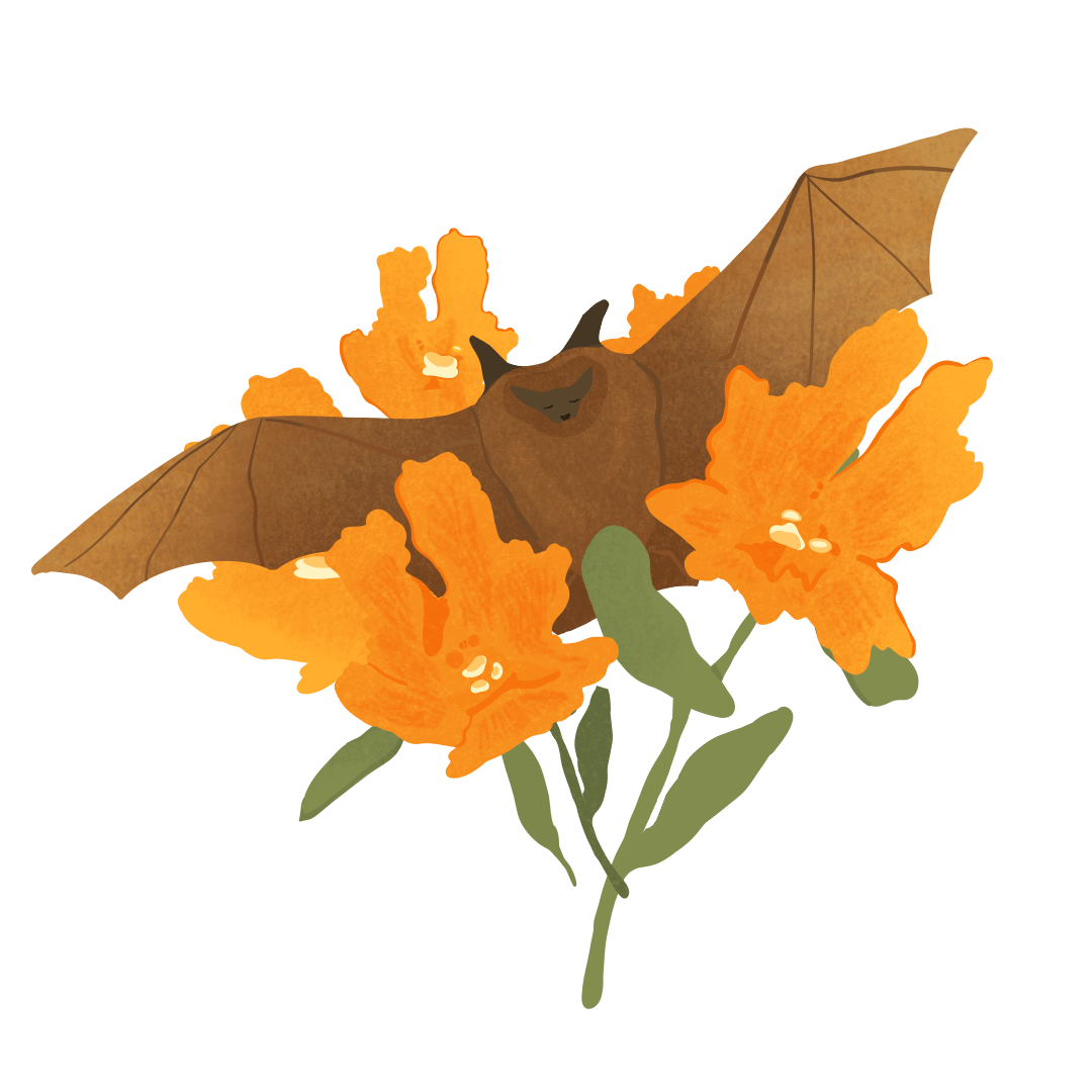 image description: illustration of a sticky monkey flower and a brown bat with their wings open.