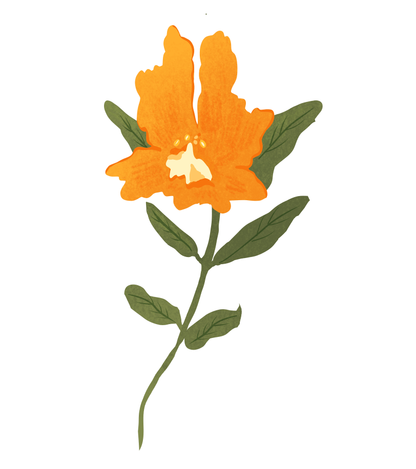 image description: illustration of a sticky monkey flower.
