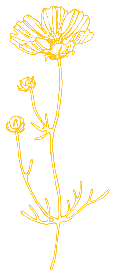 image description: hand-drawn image of a cosmos flower