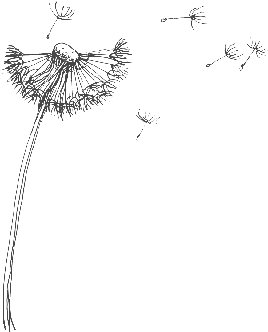 image description: hand-drawn dandelion flower in seed development phase; some seeds are flying away.