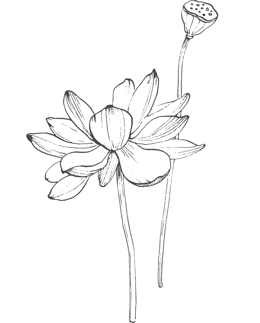 image description: hand-drawn lotus flowers, one blooming while the other is in seed development phase.