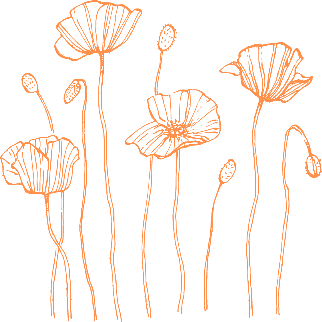 image description: hand-drawn image of poppy flowers; some are blooming.
